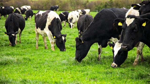 Report shows progress in key parameters and maps targets for dairy herds