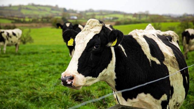 The Dairy Show to return to Somerset in October