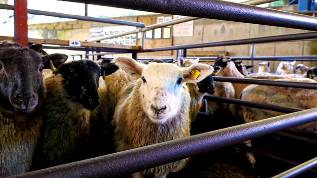 Usual ‘peak lamb kill month’ in the UK sees 11% decline