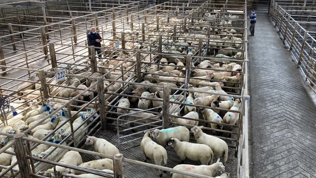 UK sheepmeat exports fall 16% year-on-year for the month of September
