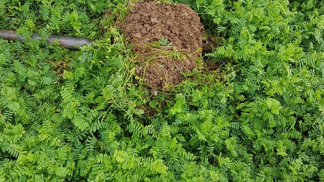 Cover crops: phacelia and oil radish uncovered as soil saviours