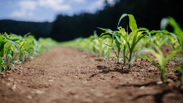 ‘Urgency of strengthening’ agri-food system ‘cannot be stressed enough’