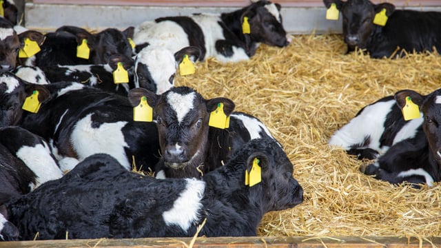 Scour: Keeping autumn-born calves healthy