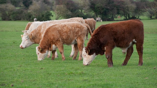 International market for grass-fed beef to increase in value – LMC