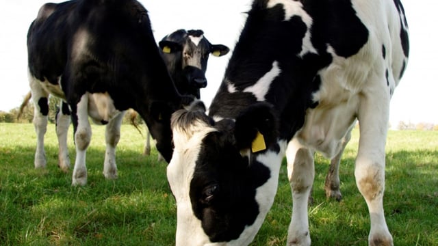 ‘Dire state’ of dairy labour situation in UK  – RABDF