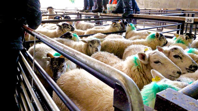 Northern sheep trade: Lamb prices hold firm