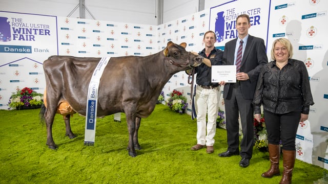 Co. Down cow named interbreed champion at Royal Ulster Winter Fair