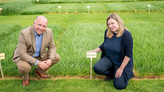 Ballyvoy and Dundrod – two new perennial ryegrass varieties from AFBI