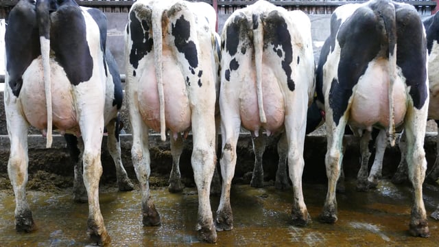 Dungannon dairy sale: Atrium daughter makes top price