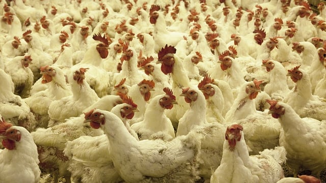 Worms pose a threat to bird health during housing order – Elanco