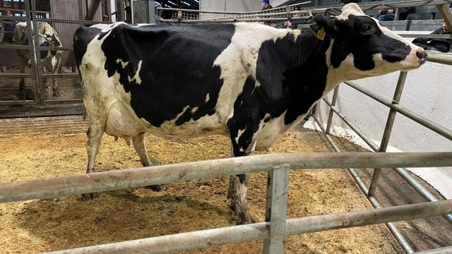 In pictures: Taaffe Auctions December dairy sale