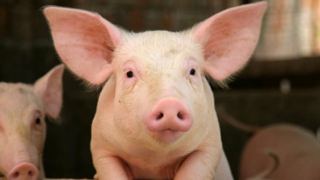 NI pig industry issues is making the sector ‘unsustainable’ – Sugden