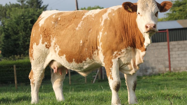 NI-bred Simmental stock are ‘first choice’ for Swiss and German customers