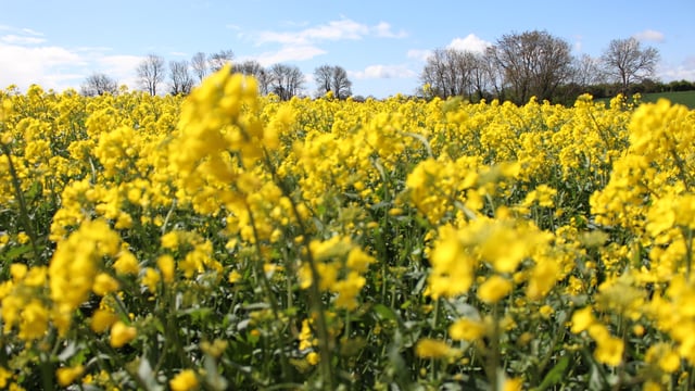 PDA updates fertiliser recommendations for oilseed rape