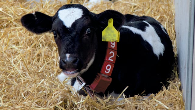 Training webinar to focus on rearing better heifers