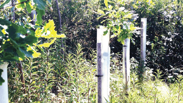 FLS to introduce biodegradable tree shelters