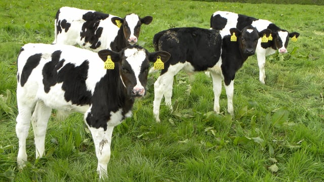 National Youngstock Conference to focus on breeding, nutrition and health