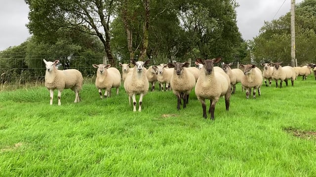 Sheep farmers must ensure ewes have sufficient minerals pre-tupping