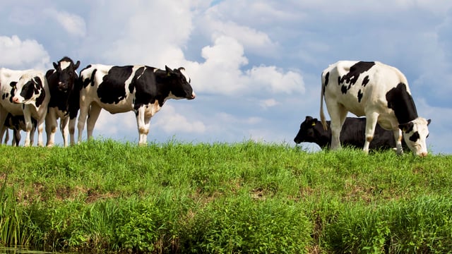 Survey highlights importance of local abattoirs
