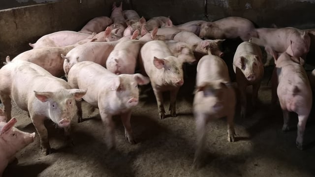 Research: Public would pay more for meat with good farm welfare