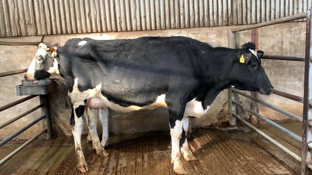 Lively trade at Taaffe Auctions’ first spring sales