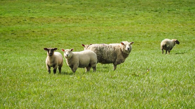 Moredun to lead development of sheep parasite vaccine