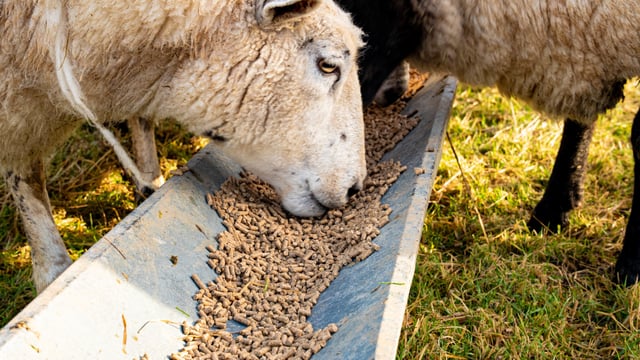 Farm clusters deliver a coordinated response to sheep scab