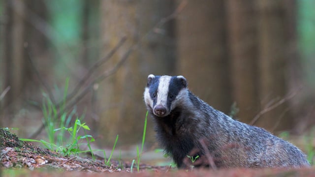 USPCA condemns badger cull as part of bTB plan