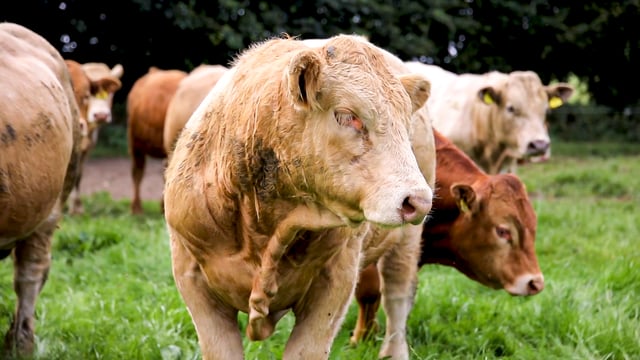 GRSB launches the Beef Carbon Footprint Guideline
