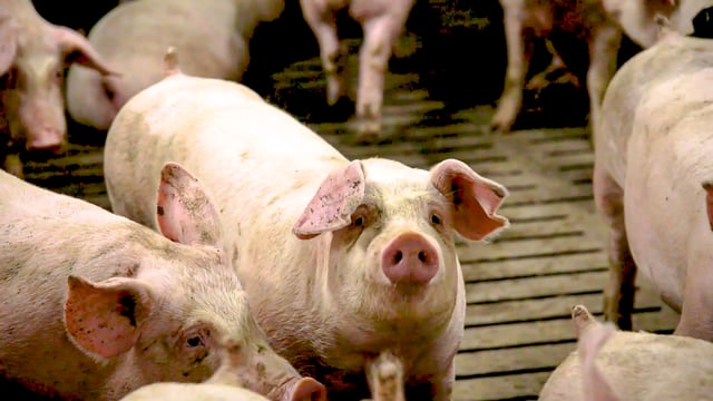 African swine fever simulation shows importance of record keeping – NPA