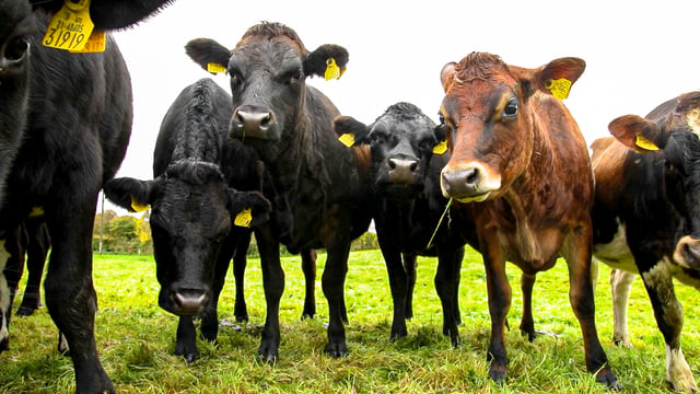 Virtual fencing technology company to attend AgriScot