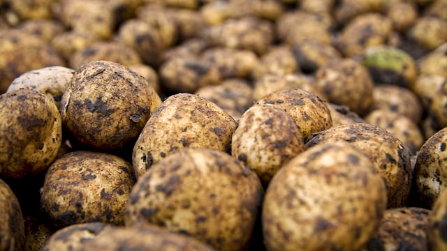 Doubts over quality of potatoes still to be harvested after ‘torrential rainfall’