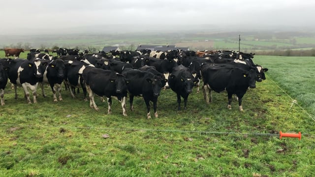 Breeding season: Generating replacement heifers
