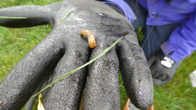 Research: Multi-year management plan needed for leatherjackets