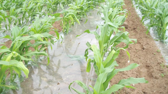 Undersowing maize – is it an option this year?