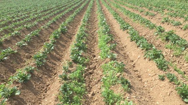 Dietary benefits of potatoes to be showcased at World Potato Congress