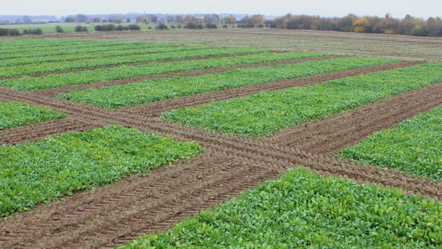 NFU Sugar reforms UK sugar beet seed model to give ‘flexibility’