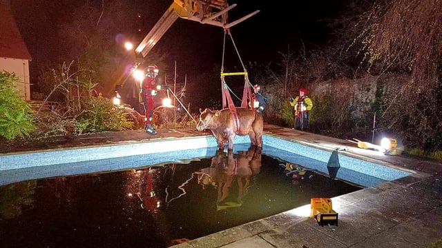 Pics: Young bullock rescued from swimming pool in Devon