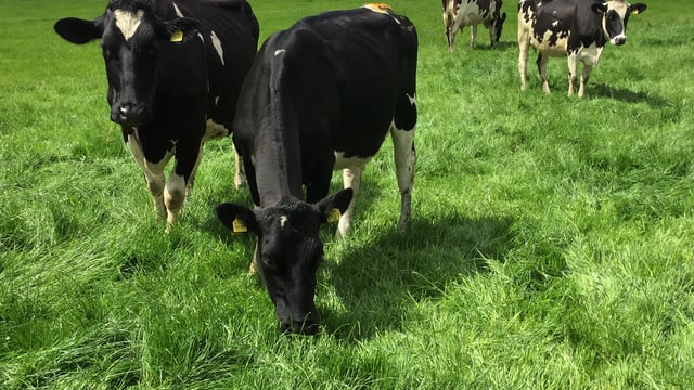 Mineral series: Do your cows suffer from Pica?