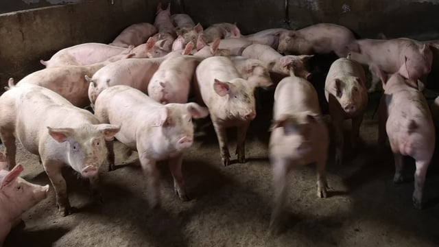 NI pig sector faces an ‘unsustainable future’