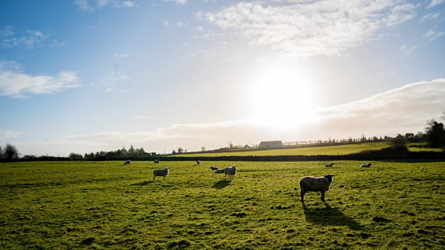 UK national sheep flock sees an increase in 2021