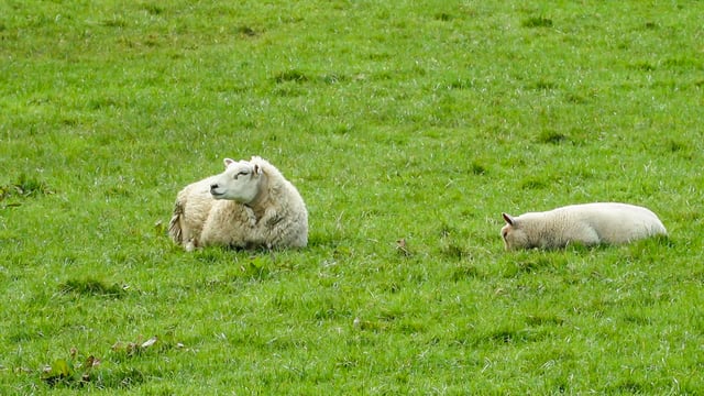 Police in southwest England highlight rise in livestock worrying incidents