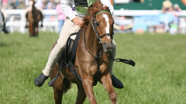 Royal Bath & West Show to run HOYS qualifiers