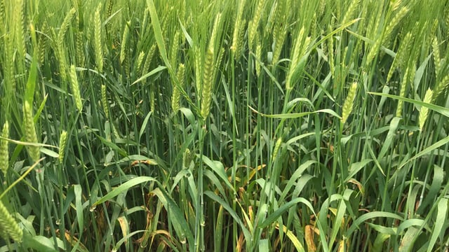 NI cereal crops ahead of normal for time of year