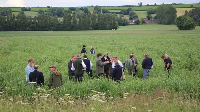Farm walk to showcase the use of Miscanthus