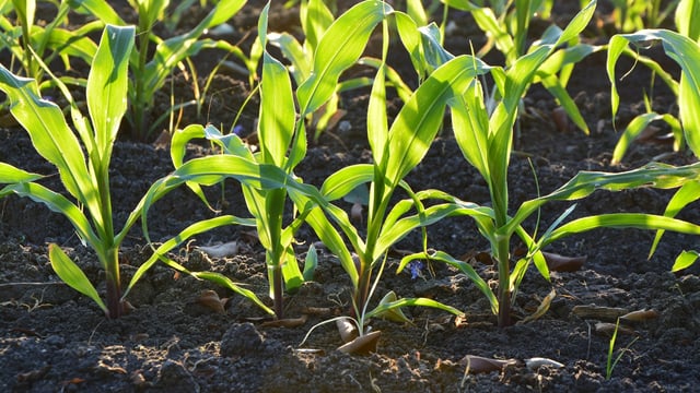 Could regenerative agriculture be the way forward?