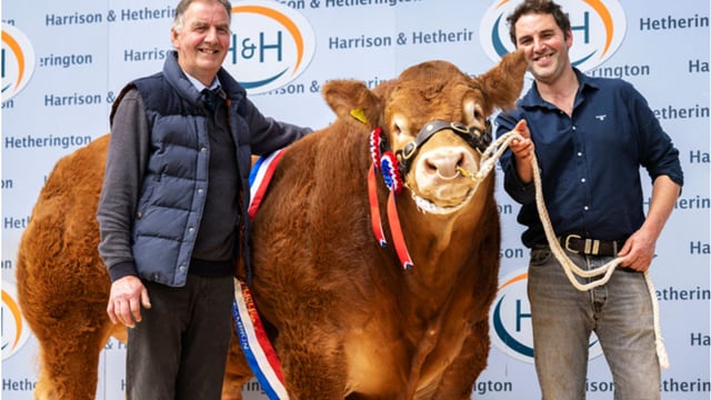 First-time vendor sells bull for ‘world record’ price at Carlisle