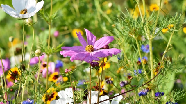First International Plant Health Conference set for today