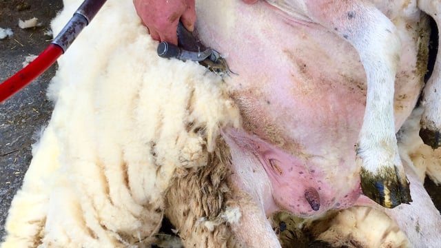 Ulster Wool to pay £8.4m for 2021 clip
