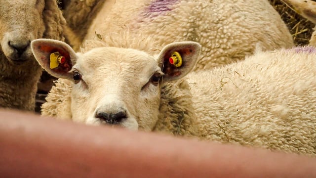 Getting to grips with sheep scab in Northern Ireland
